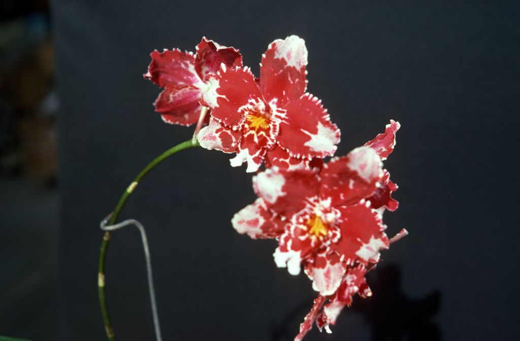 Odontioda Ann Johnson 'Carimo Perfection', April 1977, roll 197708H7red slide 4