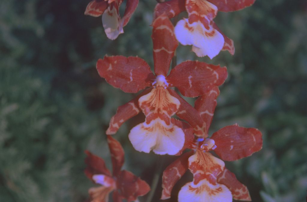 Odontocidium Jacobert, December 1974, roll 197412H12 slide 10