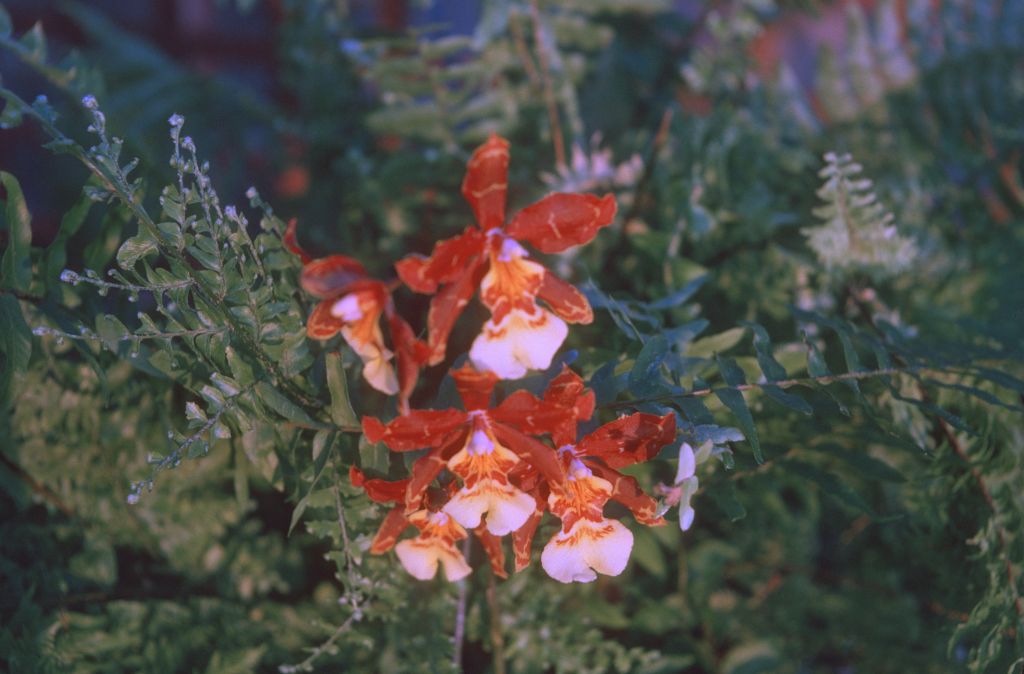 Odontocidium Jacobert, December 1974, roll 197412H12 slide 11