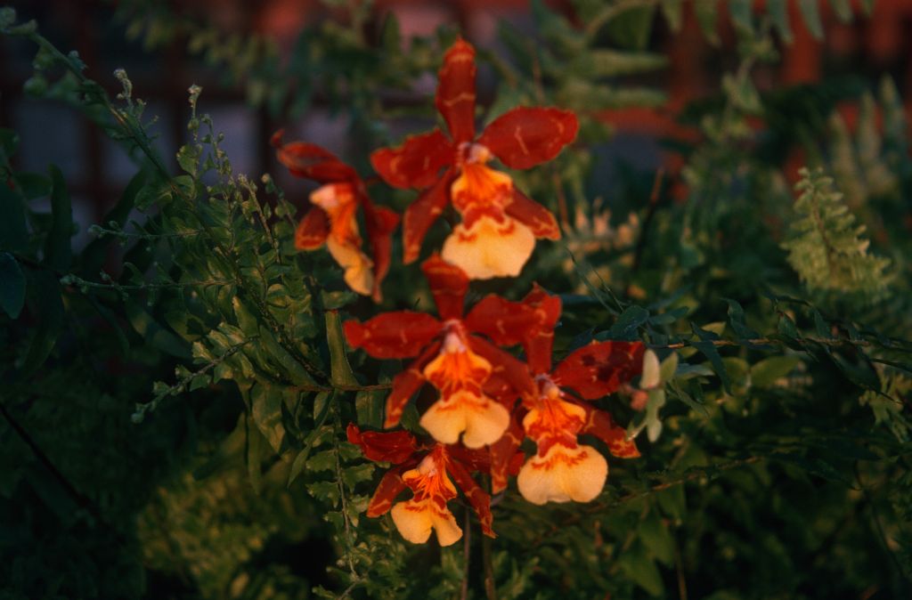 Odontocidium Jacobert, December 1974, roll 197412H12 slide 12
