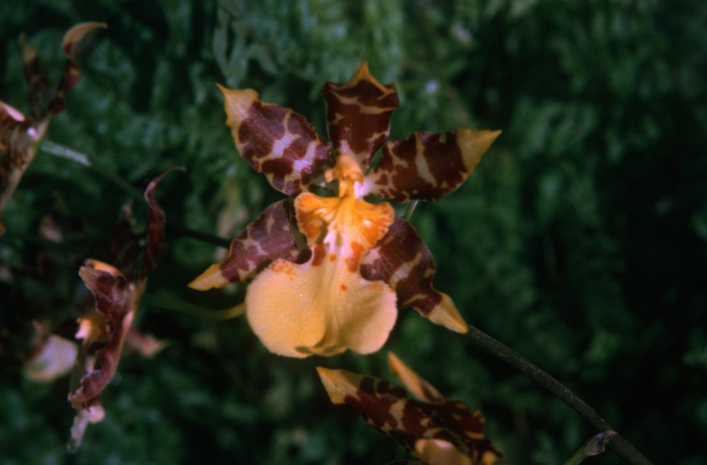 Odontocidium Tiger Butter 'Carimo', December 1974, roll 197412H12 slide 13