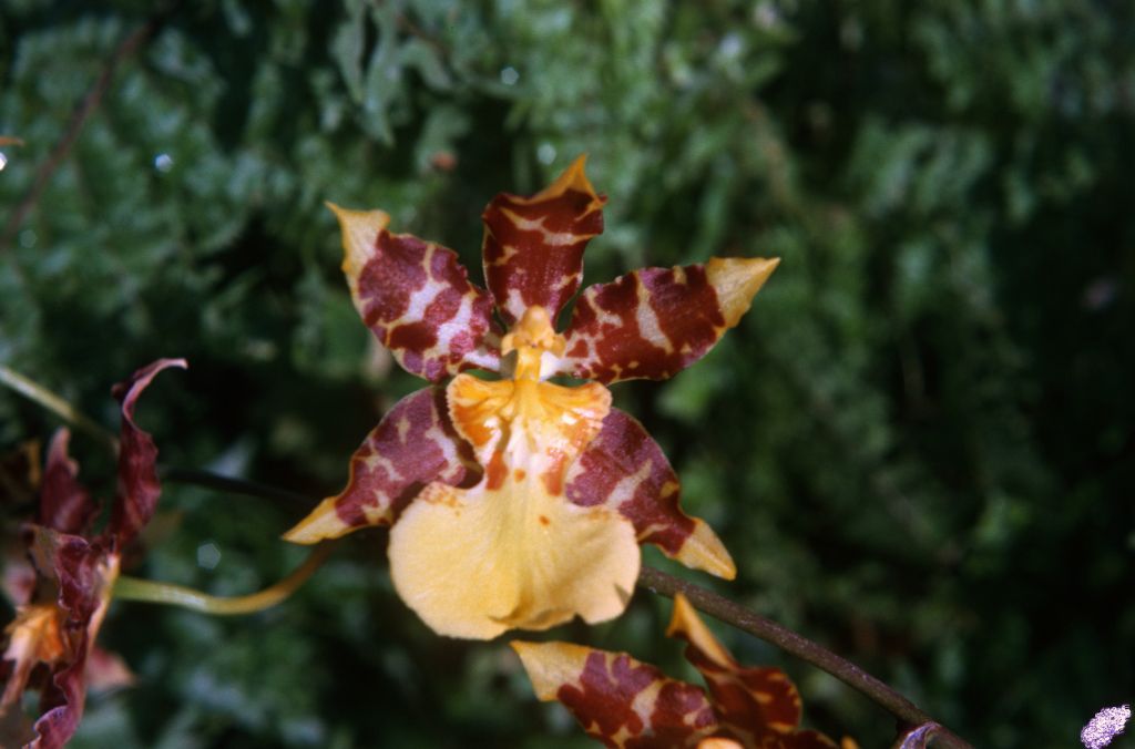 Odontocidium Tiger Butter 'Carimo', December 1974, roll 197412H12 slide 14