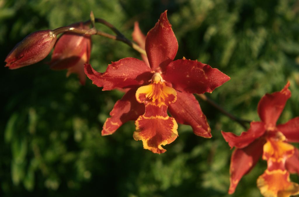 Odontocidium Jacobert 'Beauty', January 1975, roll 197501H7 slide 1
