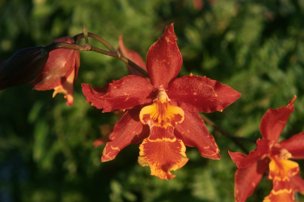Odontocidium Jacobert 'Beauty', January 1975, roll 197501H7 slide 2