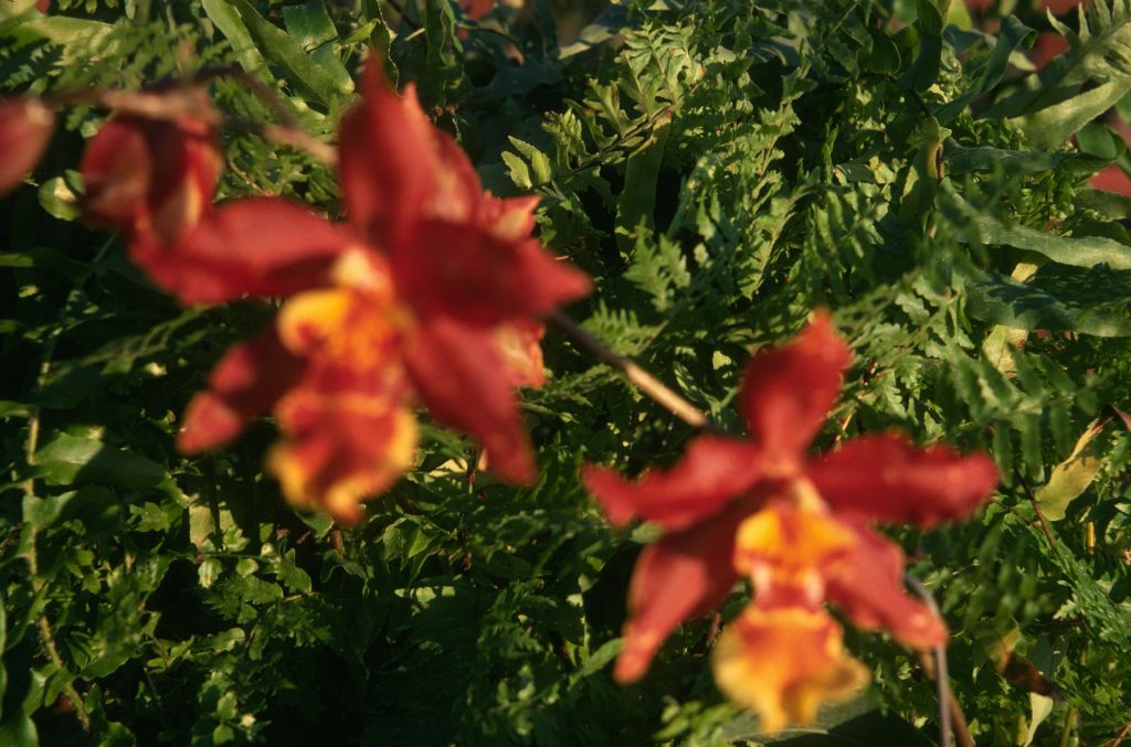 Odontocidium Jacobert 'Beauty', January 1975, roll 197501H7 slide 3