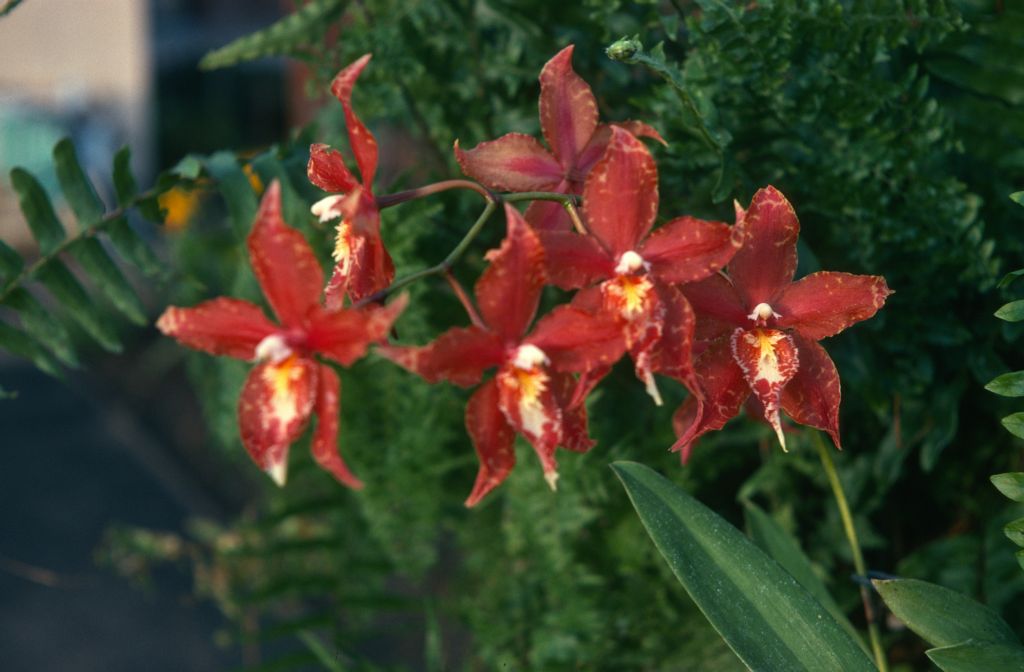 Odontocidium Golden Dawn 'Red Rust', March 1975, roll 197503H12 slide 4