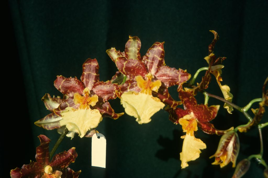 Odontocidium Tiger Butter 'Guadalupe', April 1975, roll 197504H12 slide 12
