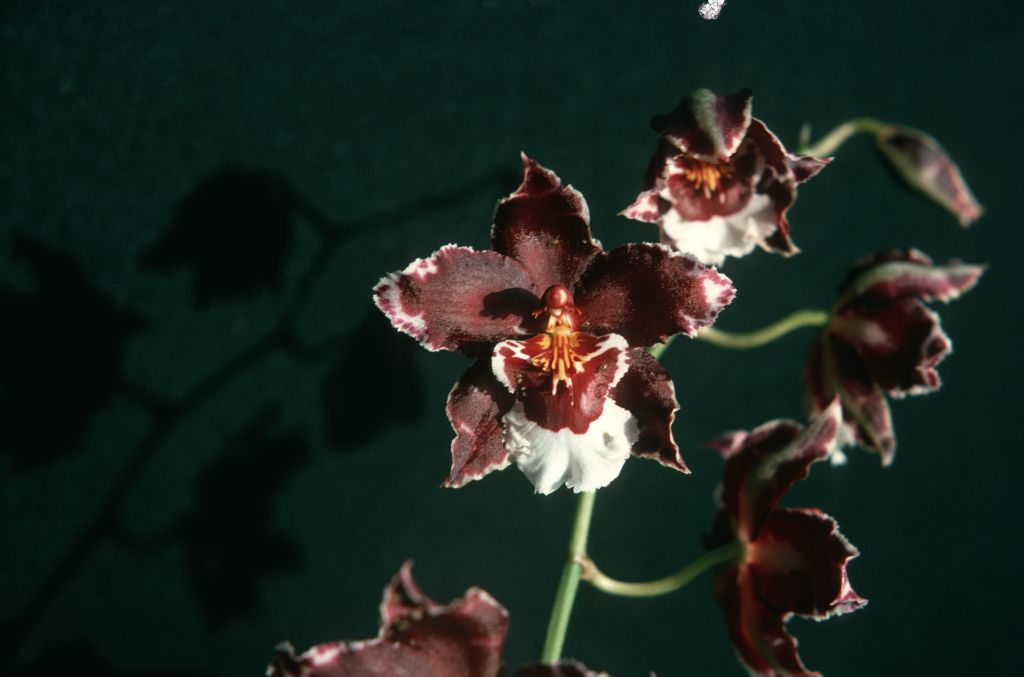 Odontocidium Goodale Moir 'Blood Red', April 1975, roll 197504H7 slide 20