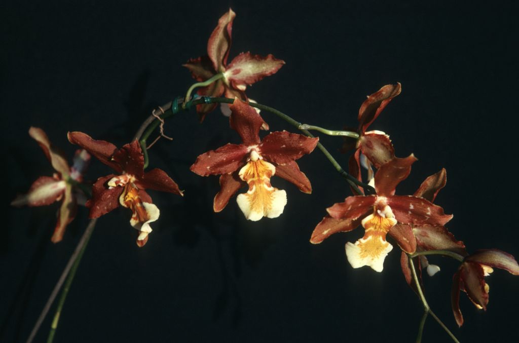 Odontocidium Jacobert 'Brown Beauty', August 1975, roll 197508H6red slide 19
