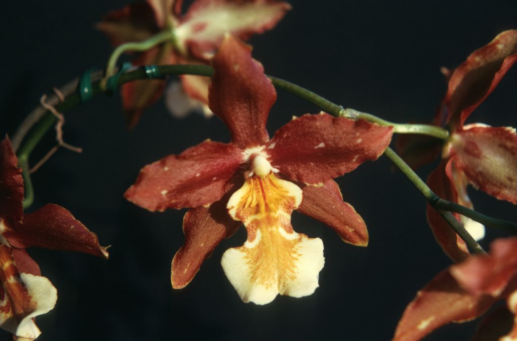 Odontocidium Jacobert 'Brown Beauty', August 1975, roll 197508H6red slide 20