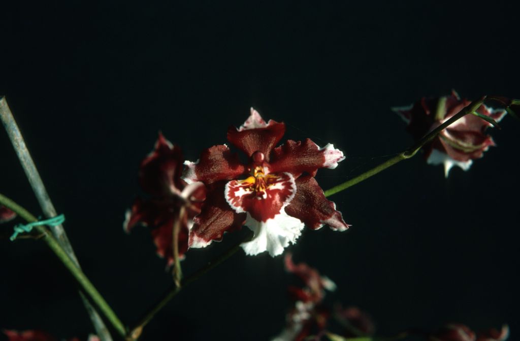 Odontocidium Goodale Moir, October 1975, roll 197510H6 slide 11