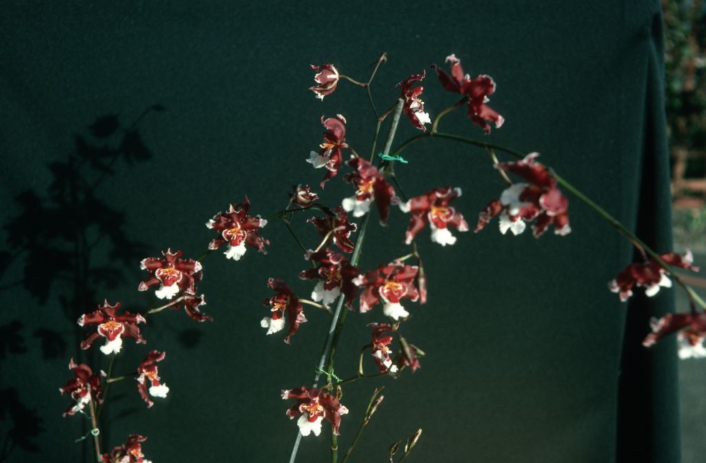 Odontocidium Goodale Moir, October 1975, roll 197510H6 slide 12