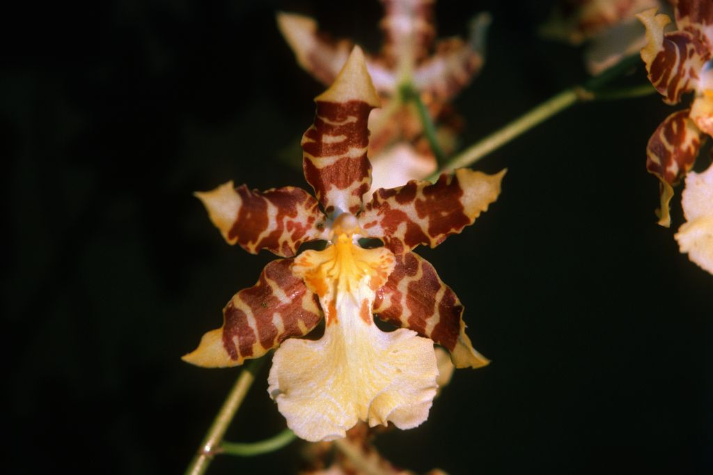 Odontocidium Tiger Butter 'Carimo', December 1975, roll 197512H7 slide 19