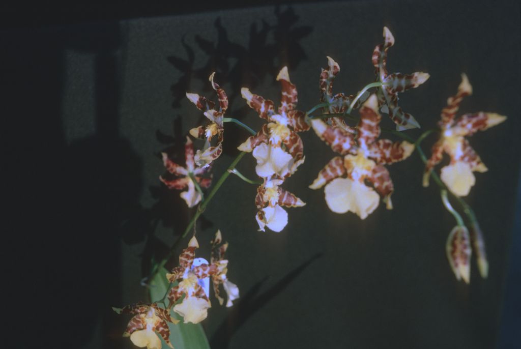 Odontocidium Tiger Butter 'Carimo', December 1975, roll 197512H7 slide 20