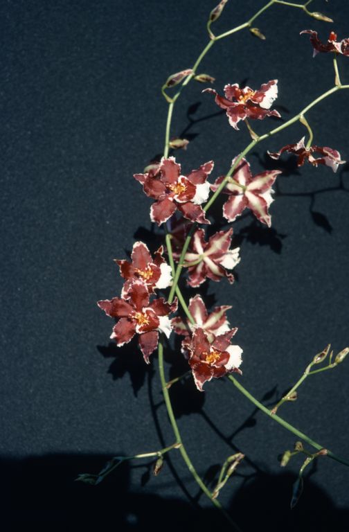 Odontocidium Goodale Moir 'Red Perfection', February 1976, roll 197602H12 slide 10