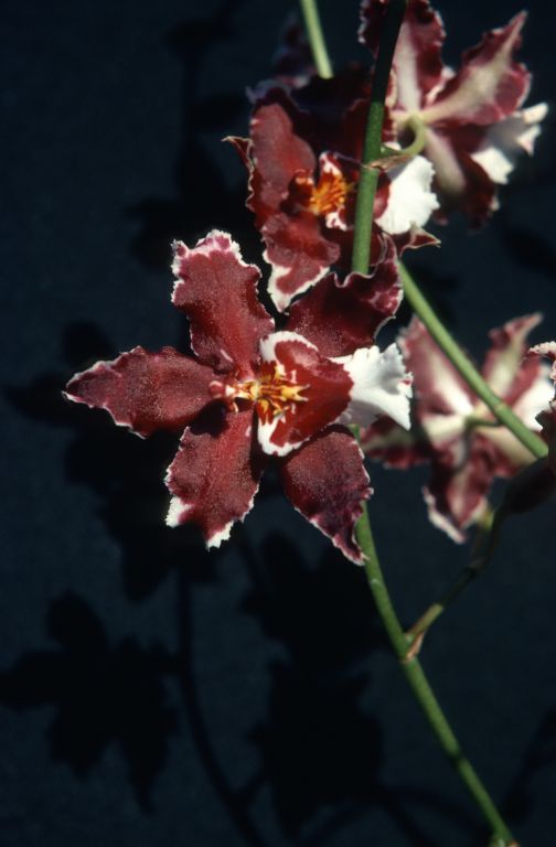 Odontocidium Goodale Moir 'Red Perfection', February 1976, roll 197602H12 slide 9