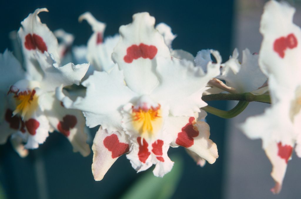 Odontocidium White Tiger, May 1976, roll 197605H4 slide 8
