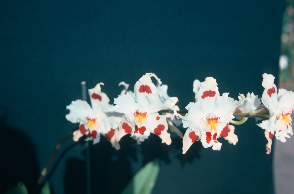 Odontocidium White Tiger, May 1976, roll 197605H4 slide 9