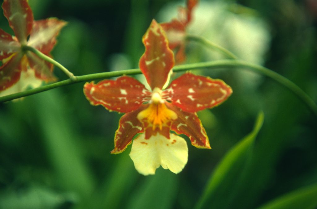 Odontocidium Jacobert 'Carimo Brownie', September 1976, roll 197609H2 slide 18