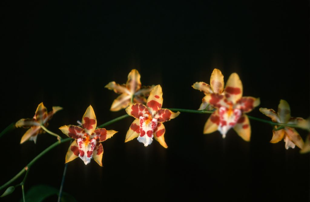 Odontocidium Golden Dawn 'New Day', February 1977, roll 197702H3 slide 15
