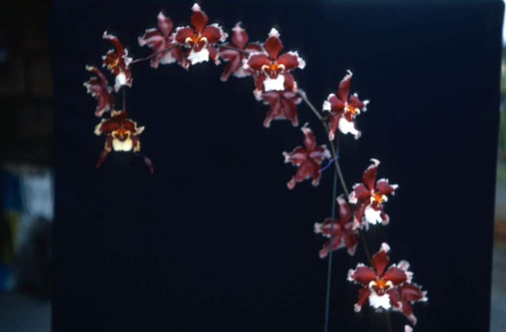 Odontocidium Goodale Moir 'Carimo Red', May 1977, roll 197705H2black48 slide 12
