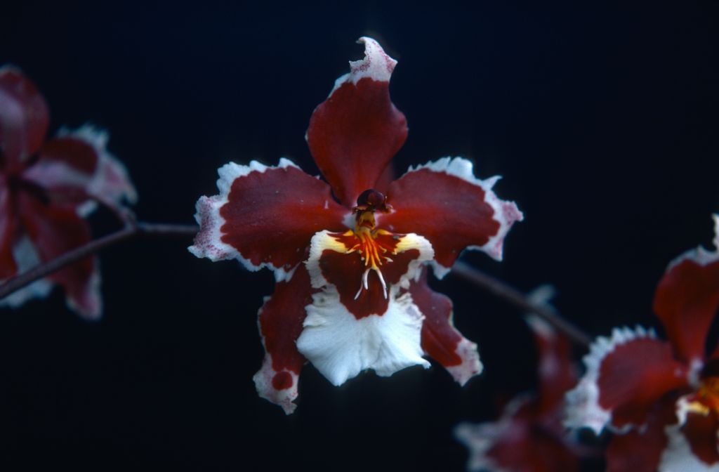 Odontocidium Goodale Moir 'Carimo Red', May 1977, roll 197705H2black48 slide 13