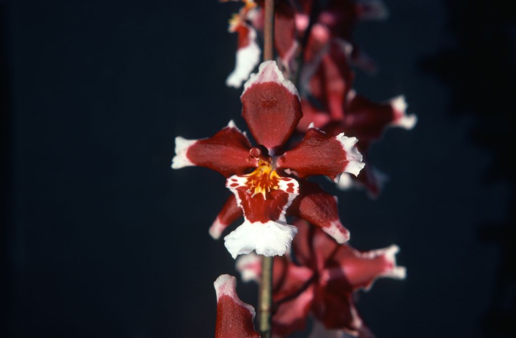 Odontocidium Goodale Moir 'Carimo Oxblood', May 1977, roll 197705H2black48 slide 3
