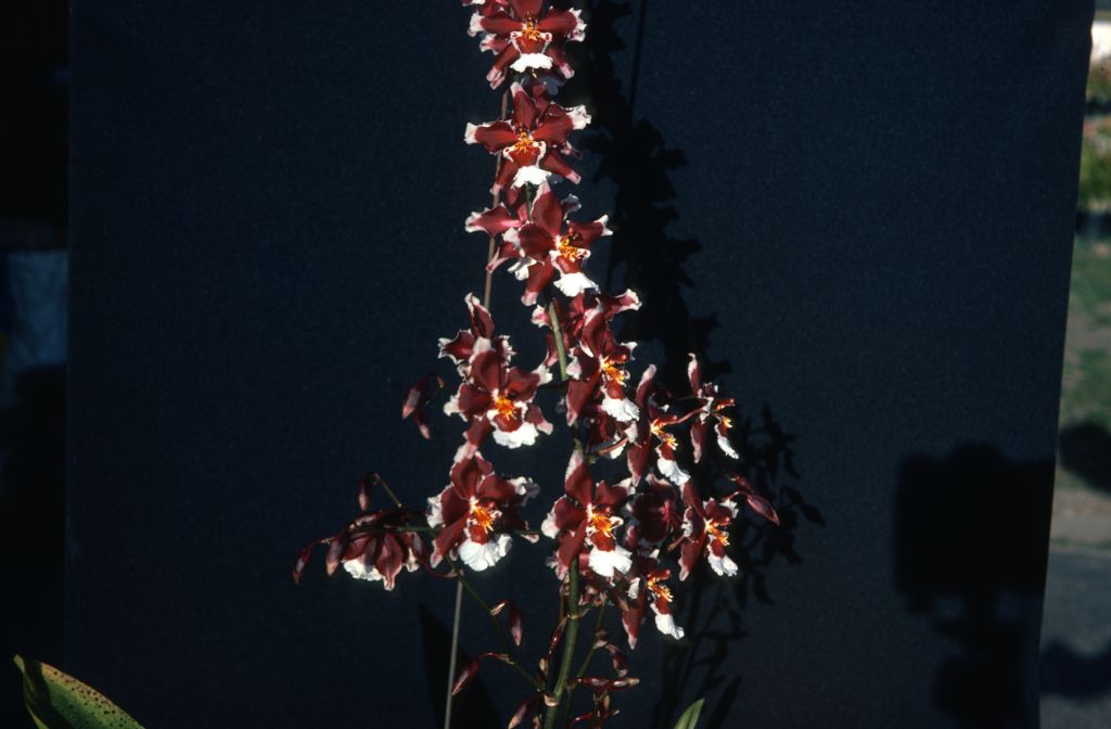 Odontocidium Goodale Moir 'Carimo Oxblood', May 1977, roll 197705H2black48 slide 4
