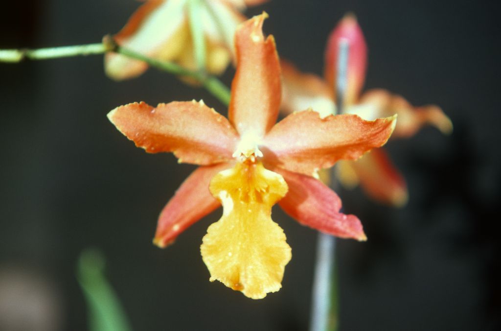 Odontocidium Jacobert 'Carimo XLNT', August 1977, roll 197708H7red slide 7