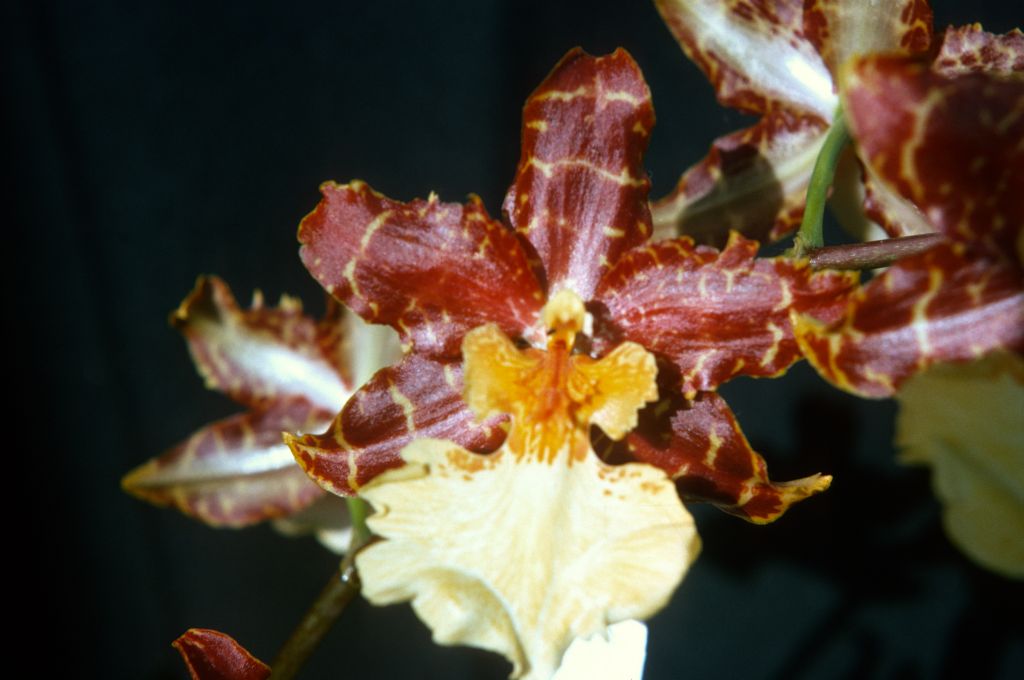 Odontocidium Tiger Butter 'Guadalupe', Program 1 slide 40, April 1975, roll 197504H12 slide 13