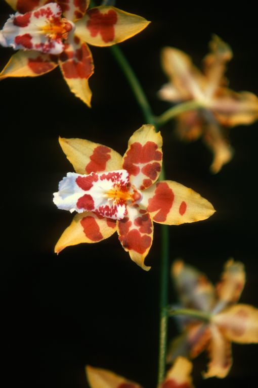 Odontocidium Golden Dawn 'New Day', Program 1 slide 43, February 1977, roll 197702H3 slide 14
