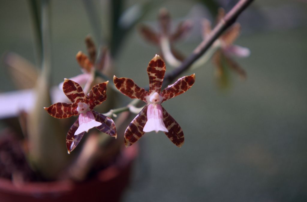 Odontoglossum reichenheimii, July 1970, roll 197007H2 slide 8