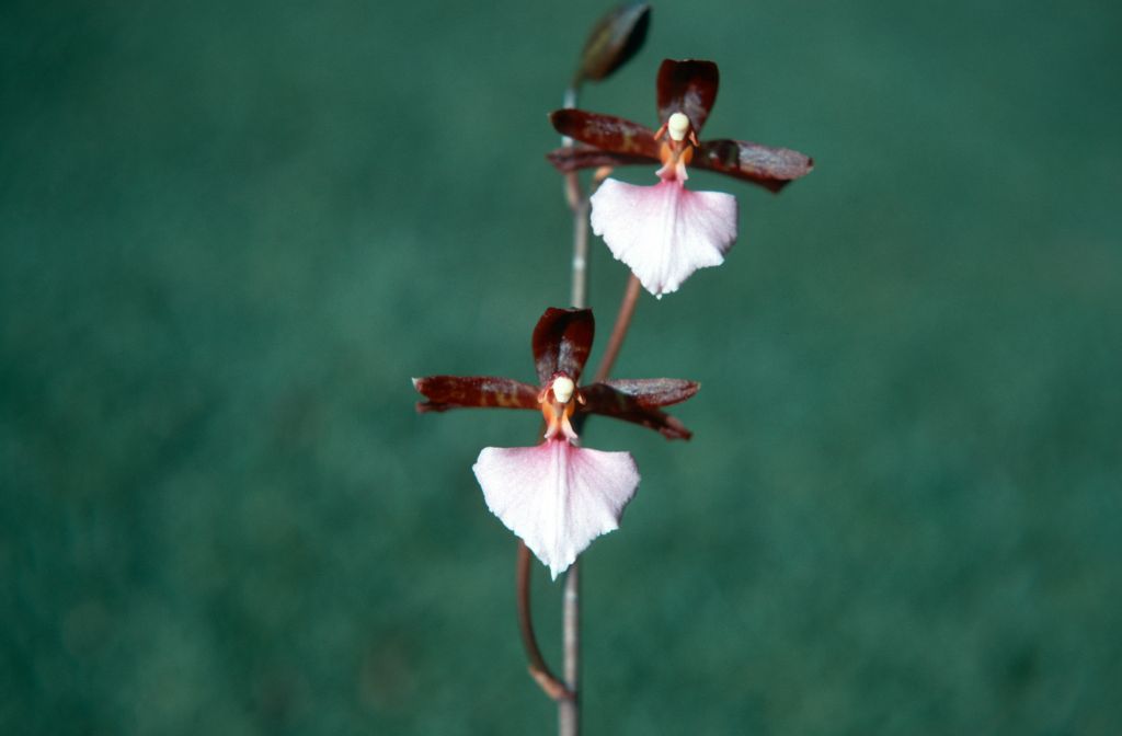 Odontoglossum bictoniense, November 1970, roll 197011H4 slide 14