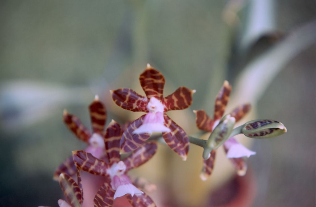 Odontoglossum reichenheimii, May 1971, roll 197105H7 slide 19