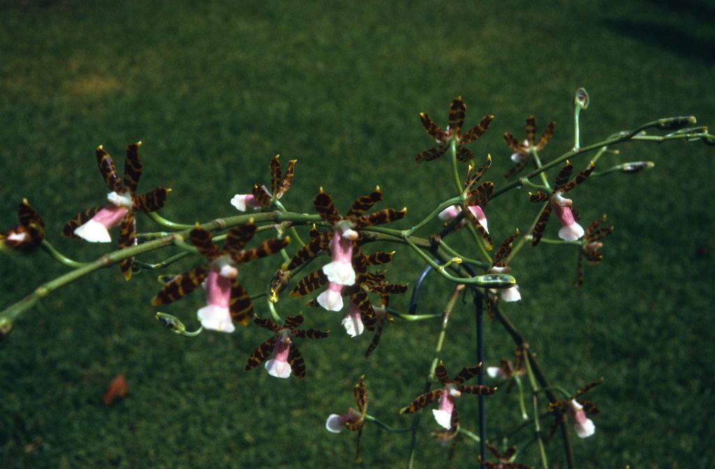 Odontoglossum reichenheimii, June 1972, roll 197206H4red slide 16