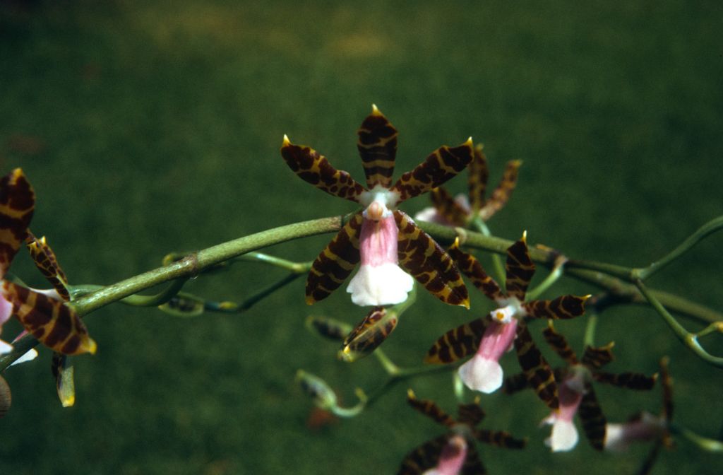 Odontoglossum reichenheimii, June 1972, roll 197206H4red slide 17