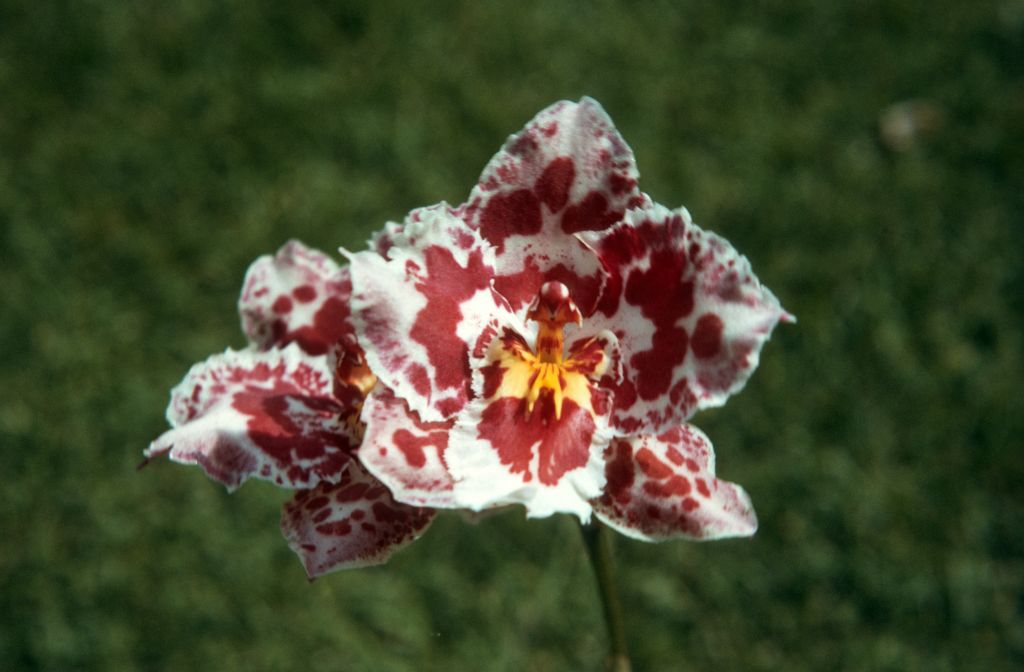 Odontoglossum Quistrum, June 1972, roll 197206H4red slide 9