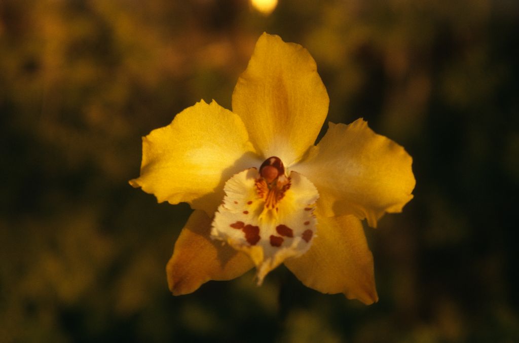 Odontoglossum Golden Ransom, February 1974, roll 197402H11 slide 10
