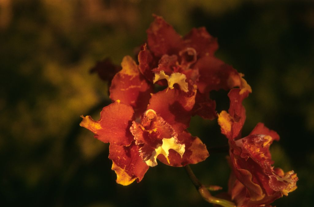 Odontoglossum Hallio-crispum, February 1974, roll 197402H11 slide 7