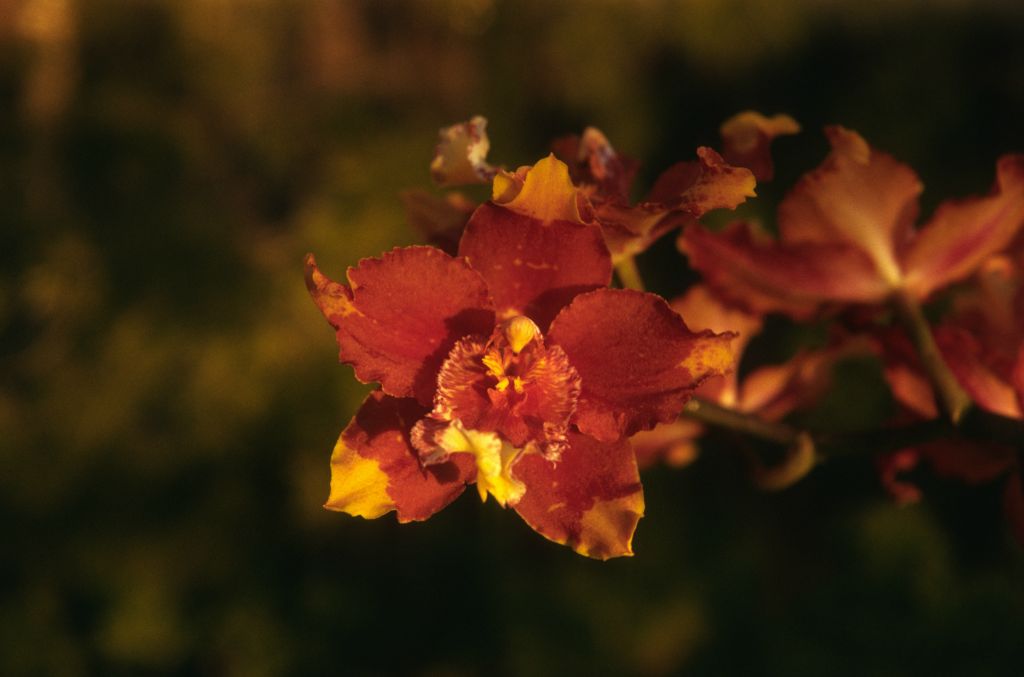 Odontoglossum Hallio-crispum, February 1974, roll 197402H11 slide 8