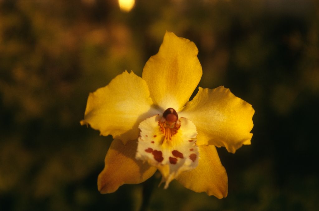 Odontoglossum Golden Ransom, February 1974, roll 197402H11 slide 9