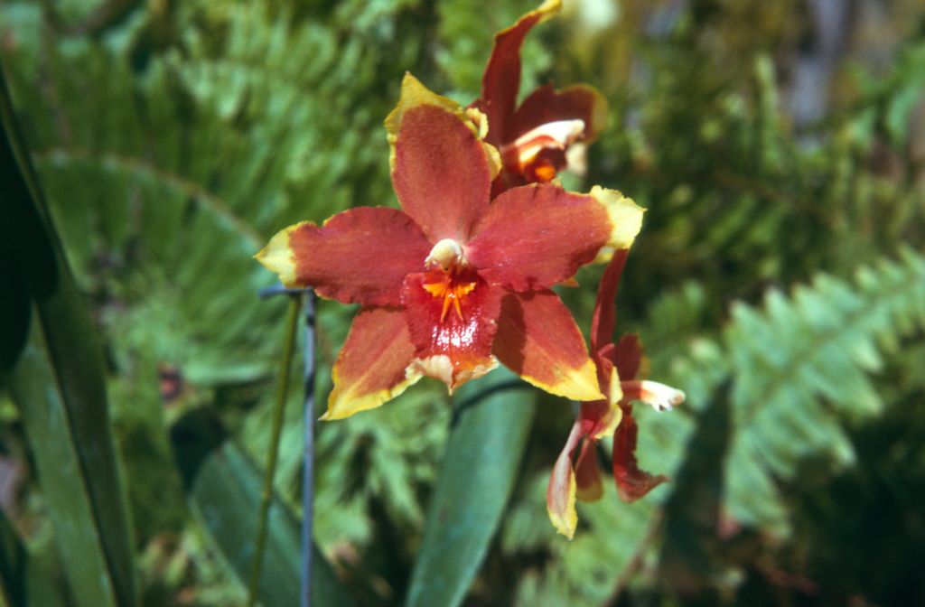 Odontoglossum Gold Basin 'Gold Tips', May 1974, roll 197405H7 slide 10