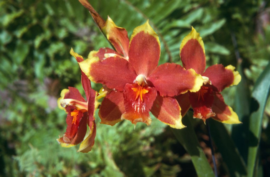 Odontoglossum Gold Basin 'Gold Tips', May 1974, roll 197405H7 slide 11
