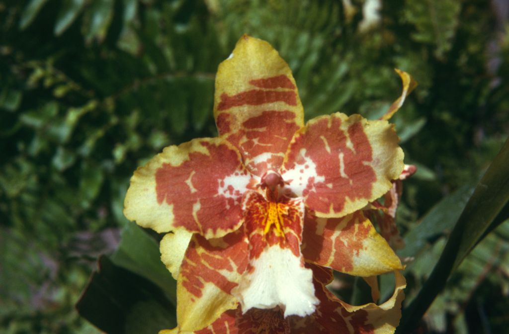 Odontoglossum Gold Basin, May 1974, roll 197405H7 slide 8