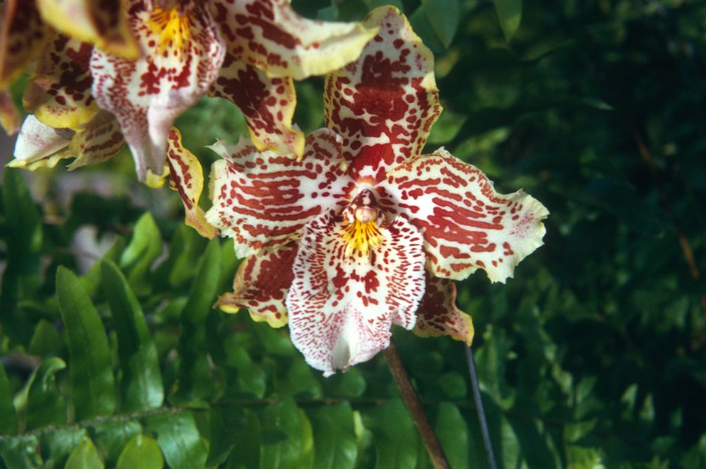 Odontoglossum Walla Walla 'Exotic', August 1974, roll 197408H11 slide 12