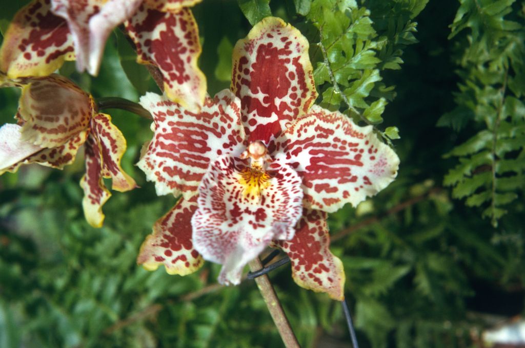Odontoglossum Walla Walla 'Exotic', August 1974, roll 197408H11 slide 13