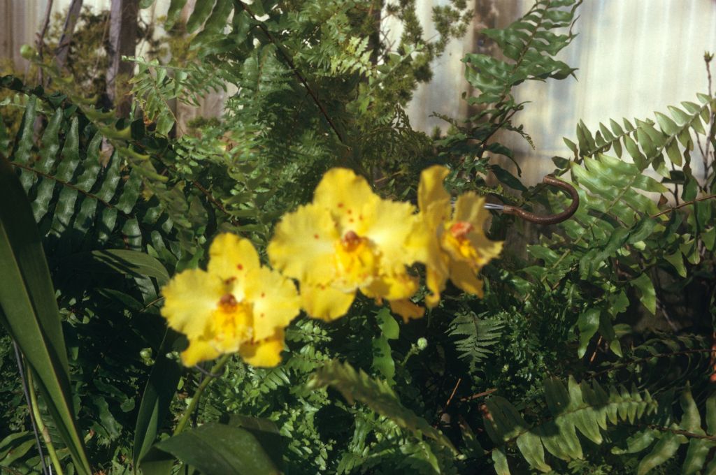 Odontoglossum Golden Girl 'Golden Orb', August 1974, roll 197408H11 slide 9