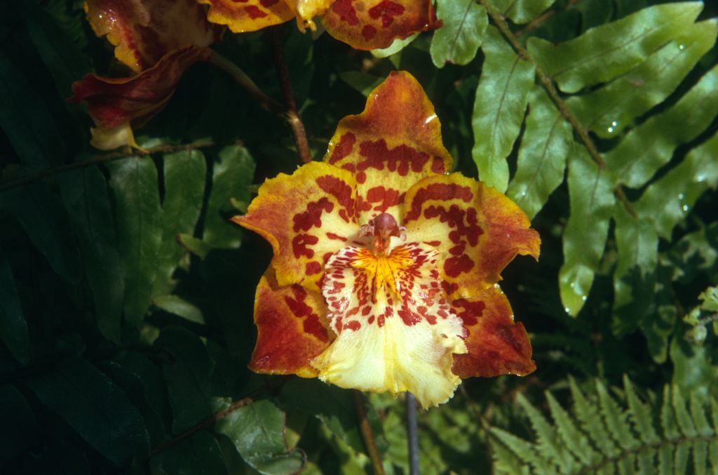 Odontoglossum Goldbar 'Liz', September 1974, roll 197409H3 slide 3