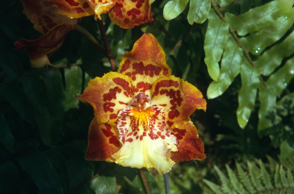 Odontoglossum Goldbar 'Liz', September 1974, roll 197409H3 slide 4