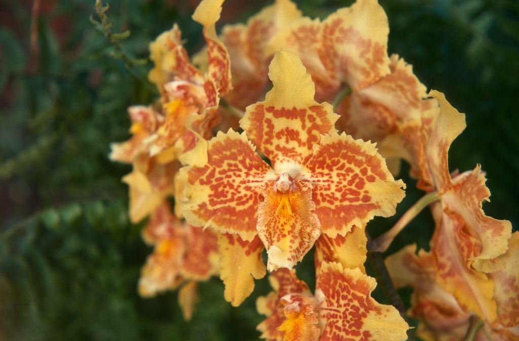 Odontoglossum Golden Girl 'Co-Ed', March 1975, roll 197503H12 slide 1